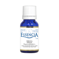 Pure Thuya Essential Oil | Essencia